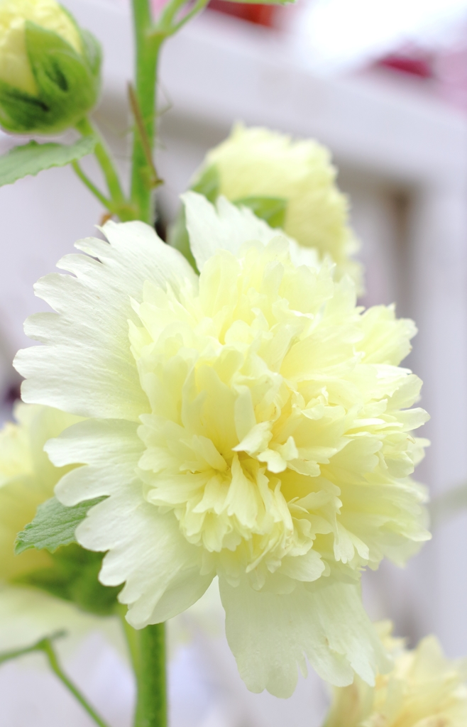 アルセア・コンフォート　白