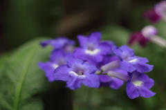 Cape Primrose