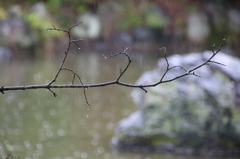 雨の丸山公園1