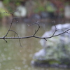 雨の丸山公園1