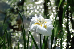 キラキラ☆彡菖蒲