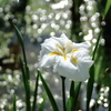 キラキラ☆彡菖蒲