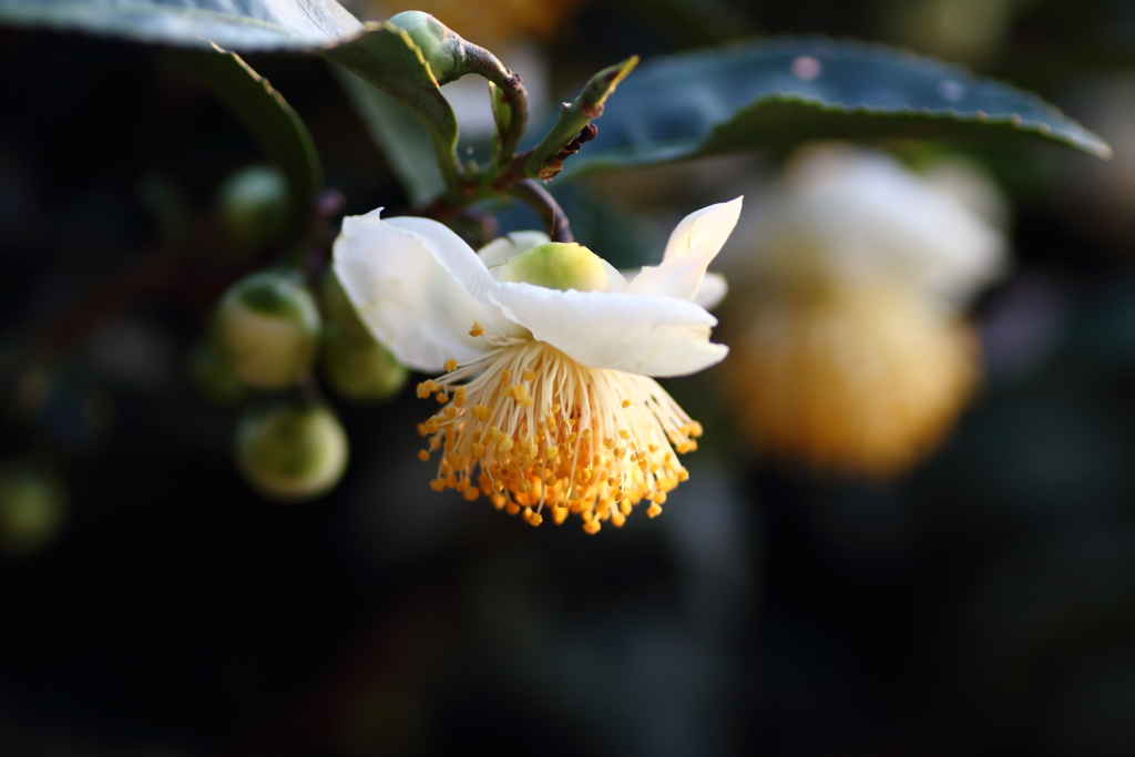 お茶の花