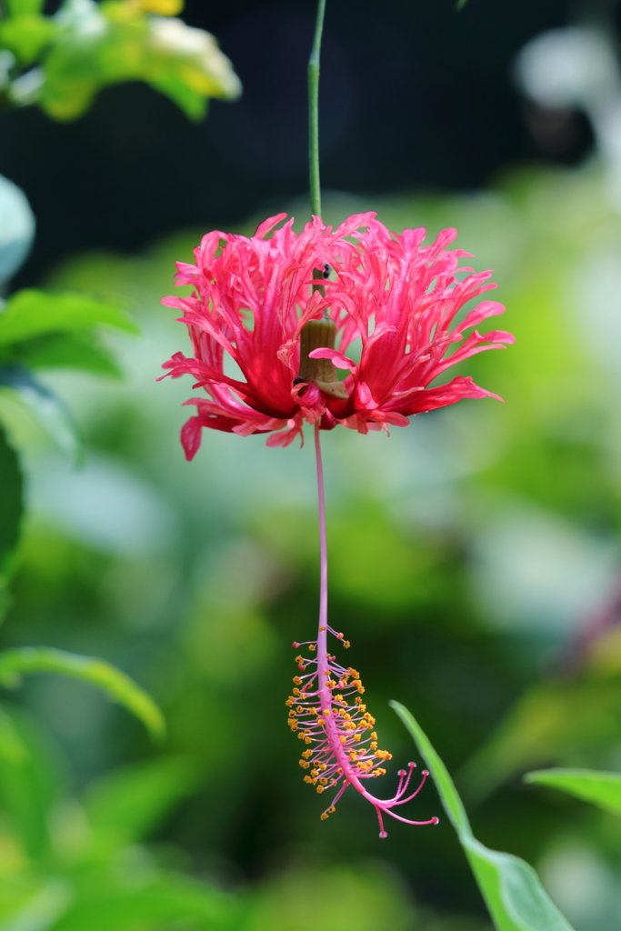 coral hibiscus