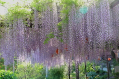 Wisteria　Shower