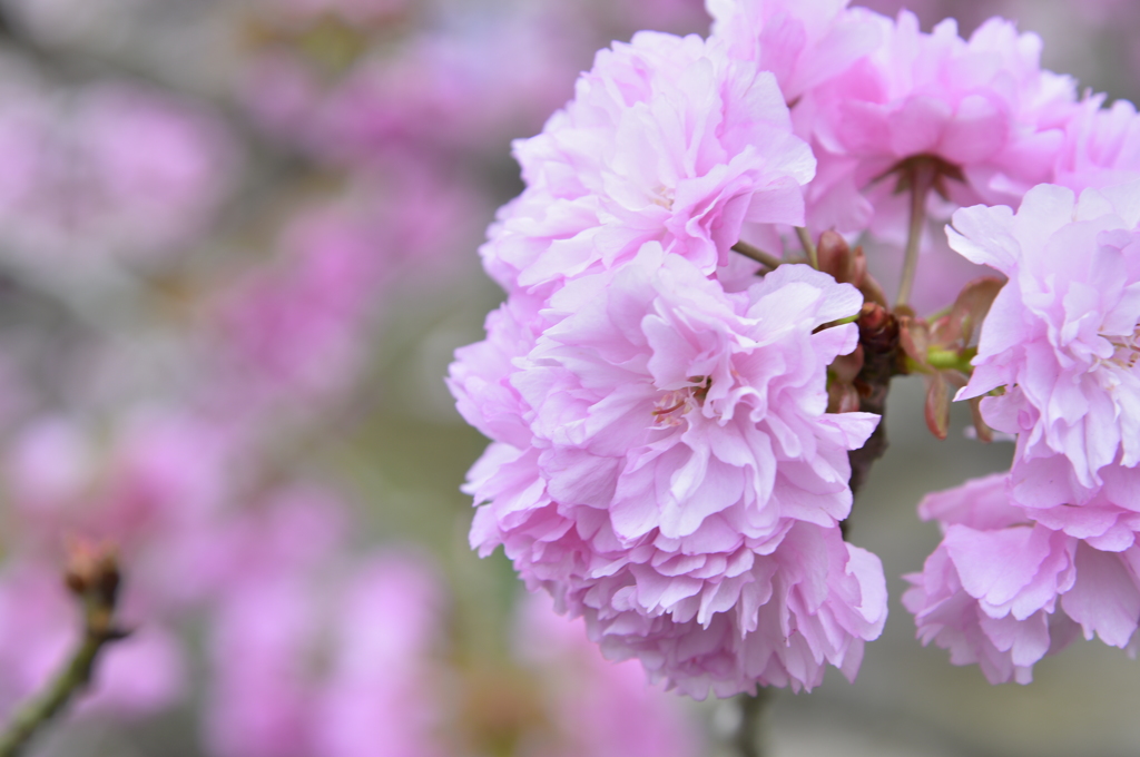 八重桜！