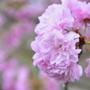 八重桜！