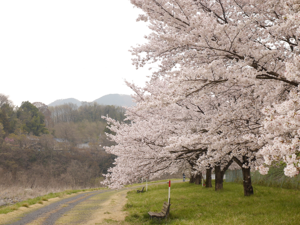 花曇りの桜