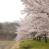 花曇りの桜