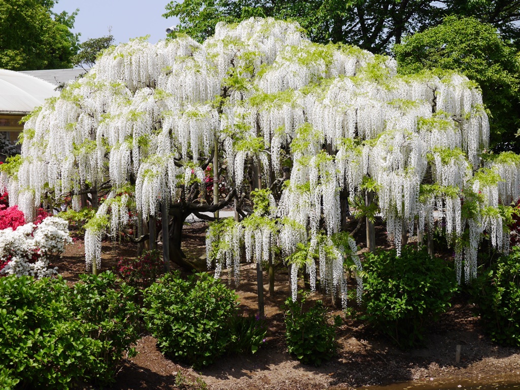 初夏の日の白藤
