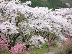 桜と花桃