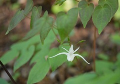 この花ご存知ですか