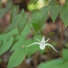 この花ご存知ですか