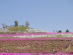 芝桜の丘