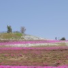 芝桜の丘