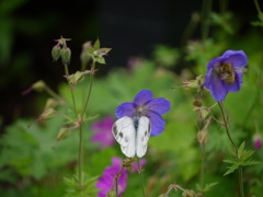 蝶と蜂