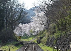 桜と線路