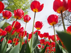 どの花見ても