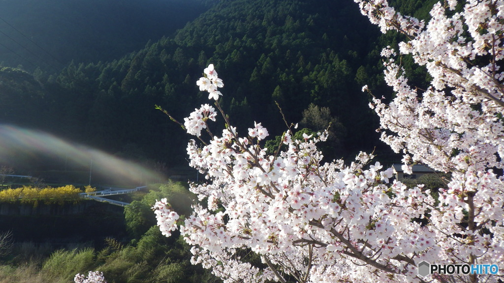 桜ビ～ム♪