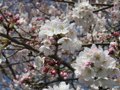 団子よりやっぱり桜！