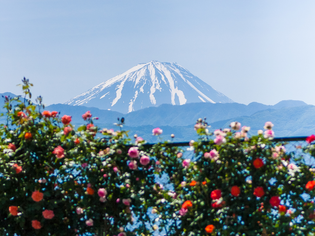 富士山とバラ