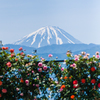 富士山とバラ