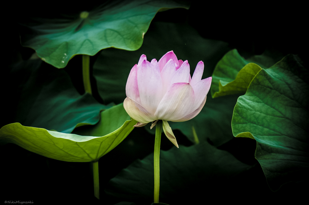 lotus