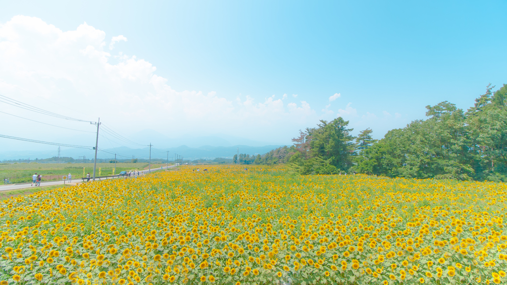 8月のひまわり畑