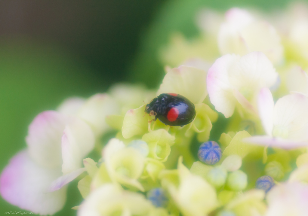 紫陽花とてんちゃん