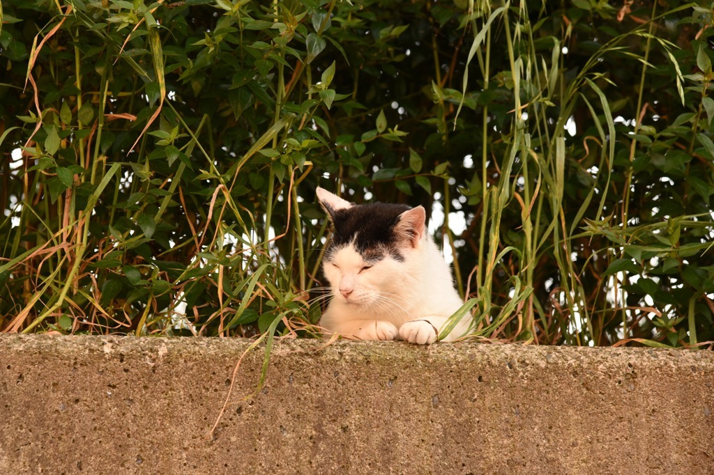 ねだりながら目をそらす猫