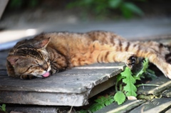寝る猫２