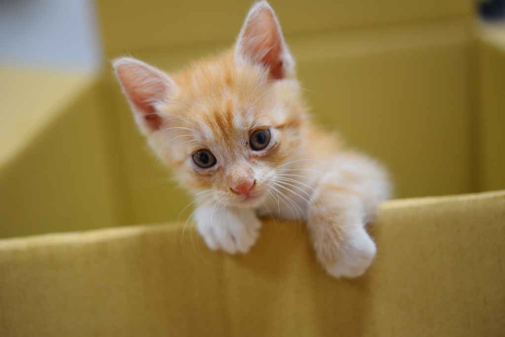 脱走をはかる子猫