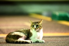 夜猫５　いつもの細ボス猫　ん？お腹が赤い…？