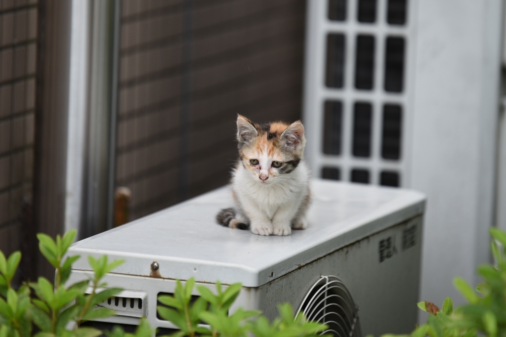 眠くてしょうがない…ミケ子猫１