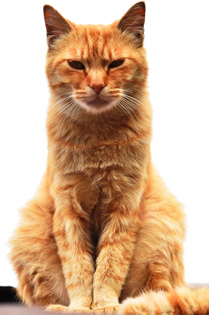 猫