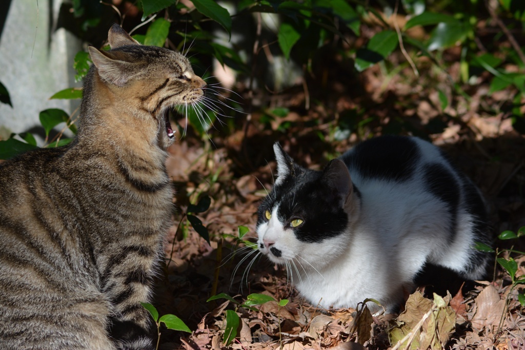 神社猫