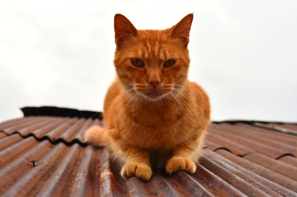 いつものトタン猫