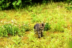 萌黄のキジトラ子猫１