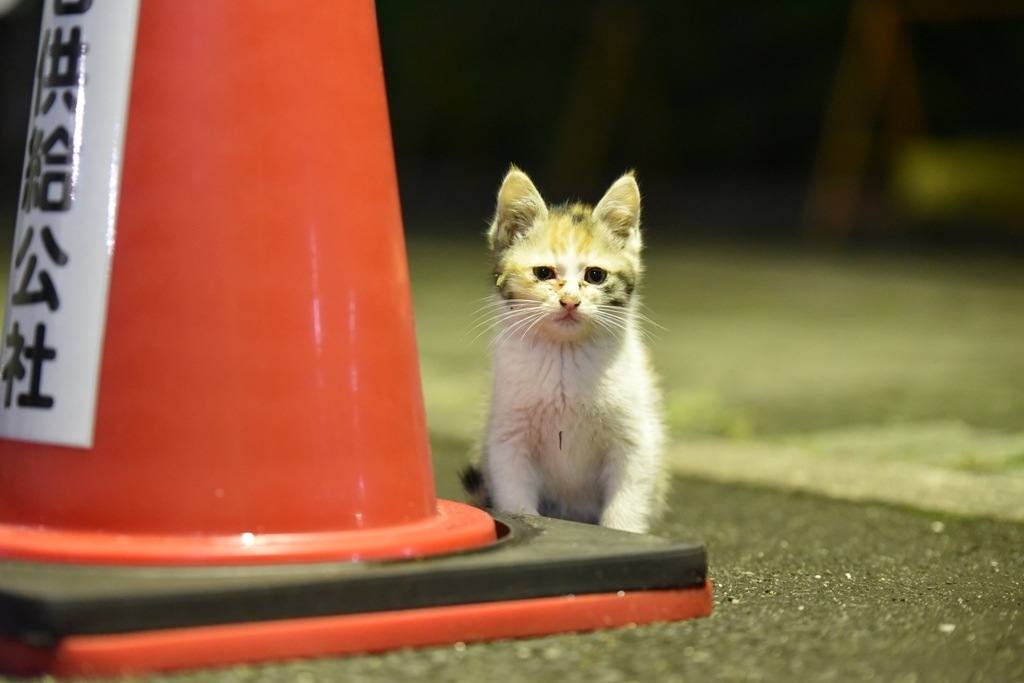 夜猫１　ミケ子猫発見