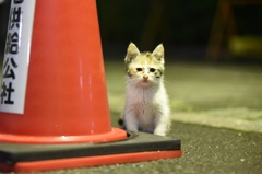 夜猫１　ミケ子猫発見