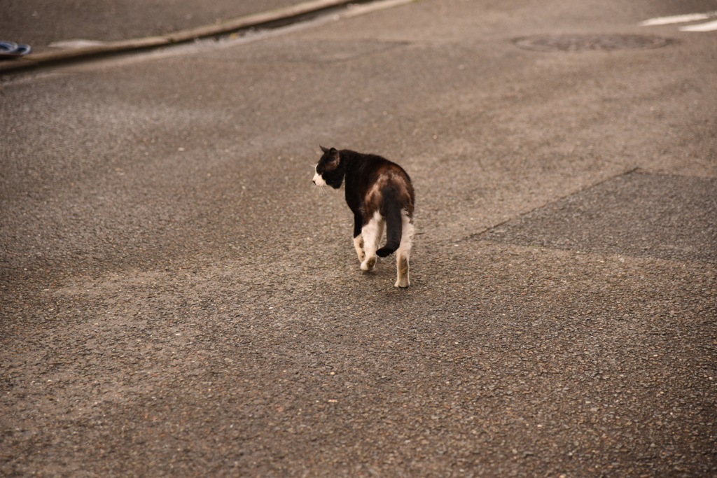 老猫を追う
