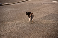 老猫を追う