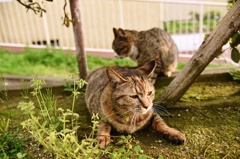 仲良し姉妹猫　２