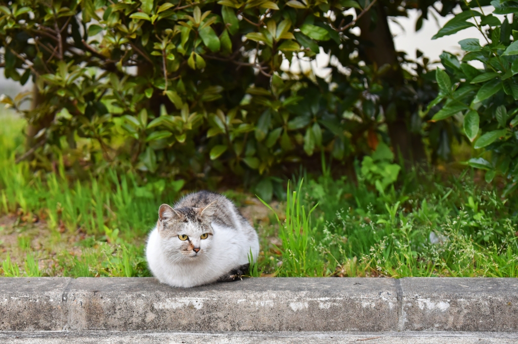 エサ待ち、サバ白