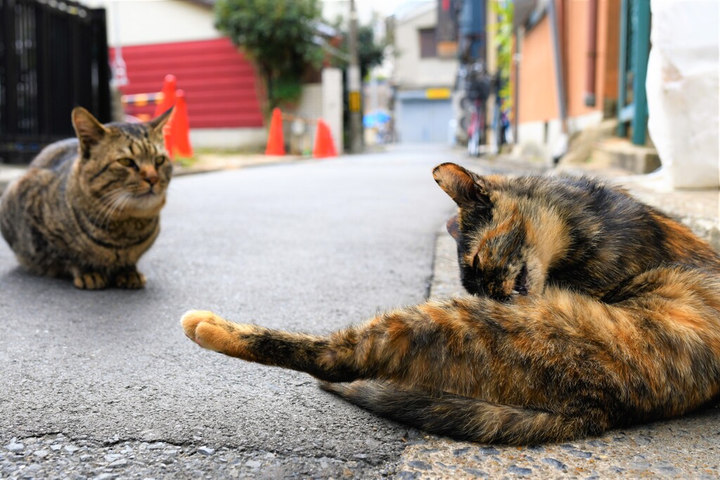 肉屋の猫1