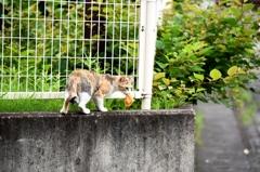 子猫たちの元へ