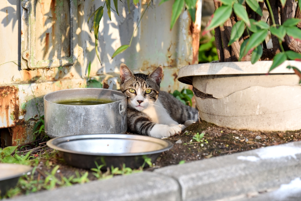 おう、飯出せや