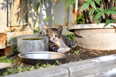 おう、飯出せや