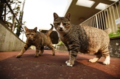 仲良し姉妹猫