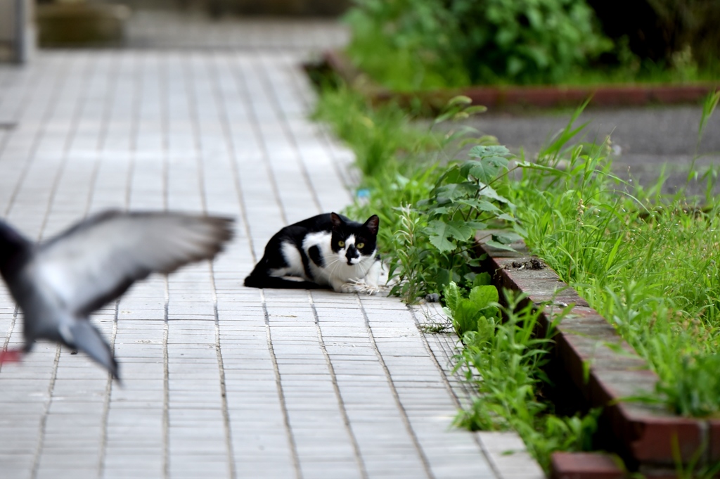 狙っているように見えるが、ビビッている
